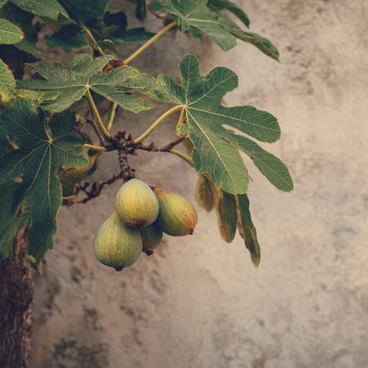 Bougie Sous le Figuier Enez ambiance intérieure, parfum vert fruité et solaire, artisan laborantin